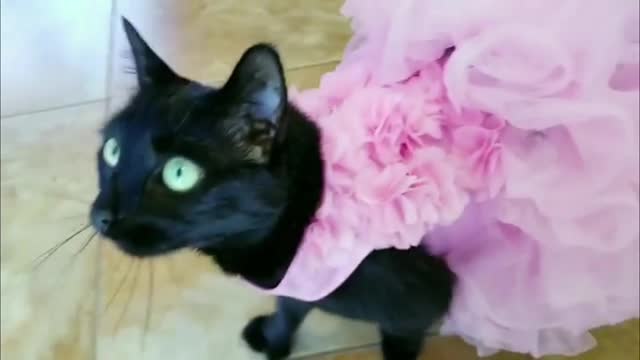 Little black cat in skirt