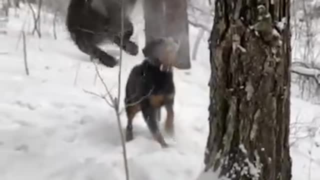 Leopard vs Rottweiler