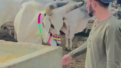 khatarnak bail ki qurbani