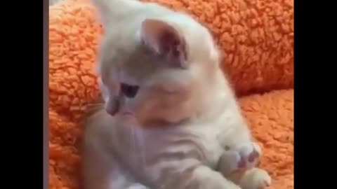 Heart Melting Kitties! Top 10 Cute Moments!