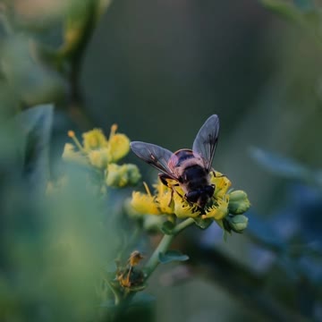 Honey Compilation | Wild honey harvesting | Satisfying videos