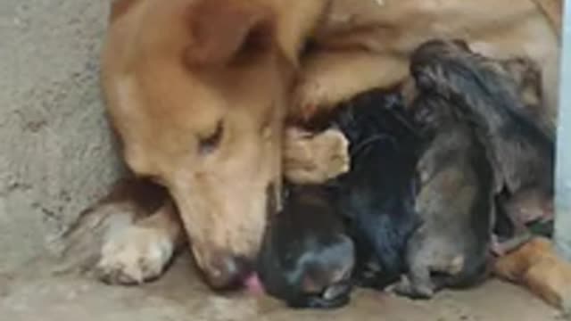 Brownish Basenji African dog given birth to black puppies_Cut.mp4