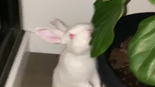 Rabbit eating fiddle leaf fig