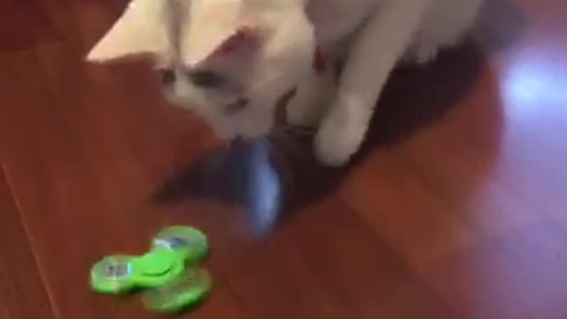 White cat playing with fidget spinnner