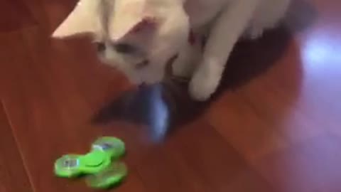 White cat playing with fidget spinnner