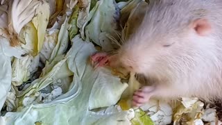 Country Life: Nutria eats cabbage