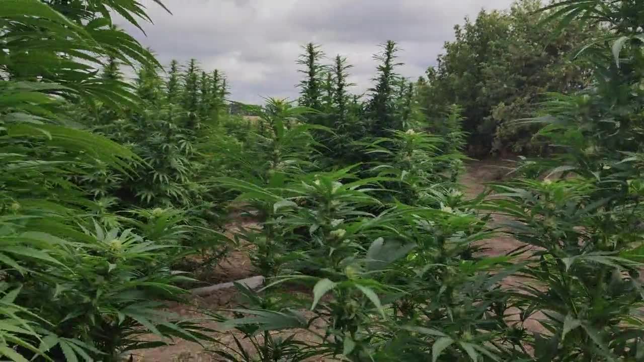 Weed farm