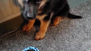 GSD is 11 weeks old