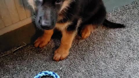 GSD is 11 weeks old