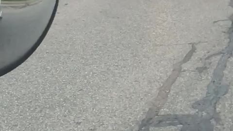 Seagulls having Breakfast and holding up traffic at the Walmart