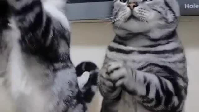 The most popular children's song Si meow cute cat - kittens meowing | Funny cat | cat meow