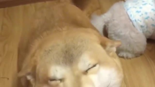 A playful and cute doggy who loves to sleep