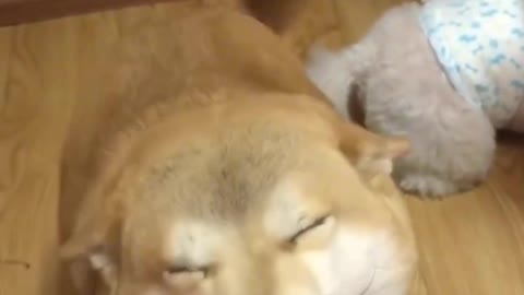 A playful and cute doggy who loves to sleep
