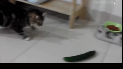 Cats and Cucumbers!!! lolololololo