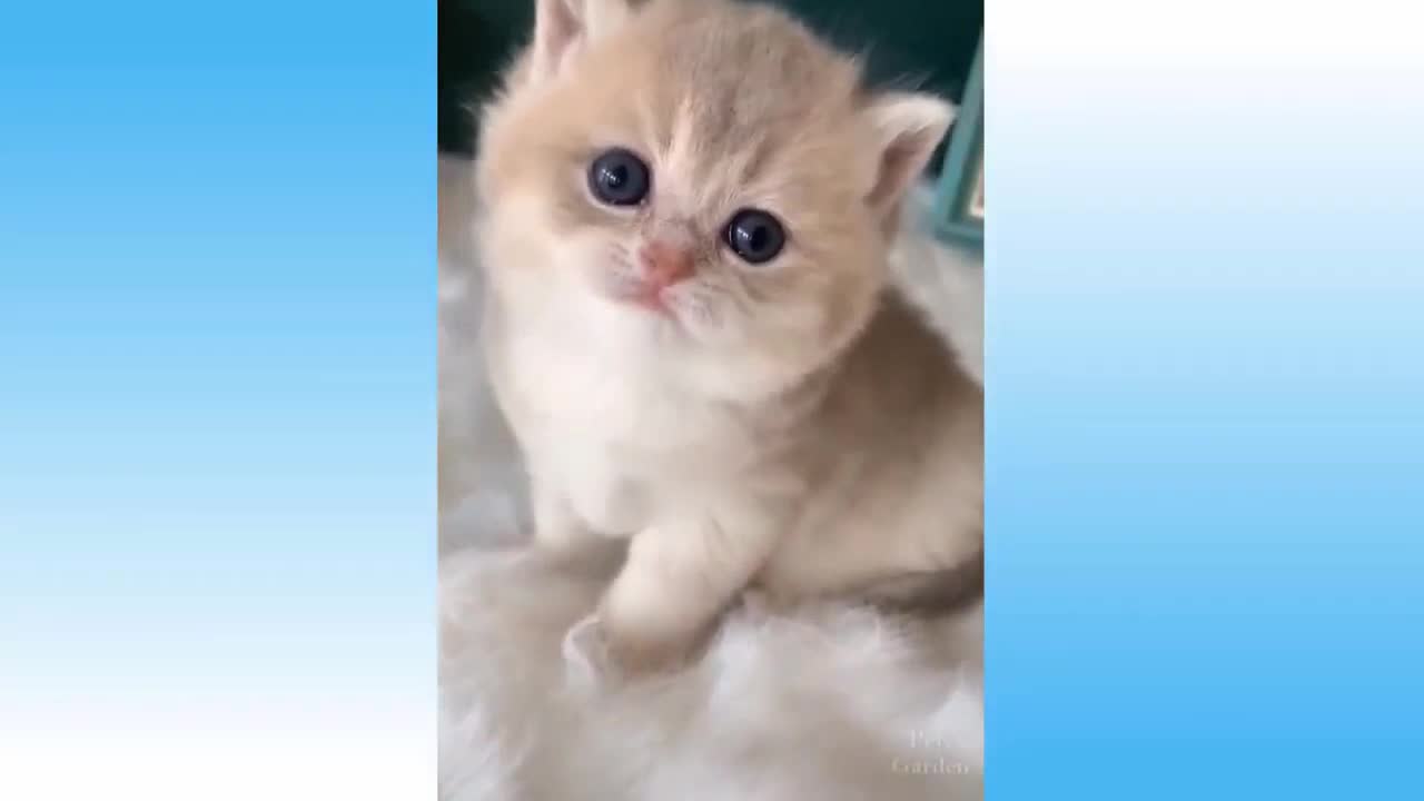 Lovely Kitten