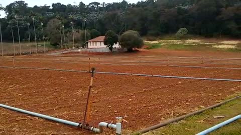 Wheat germinating in the field