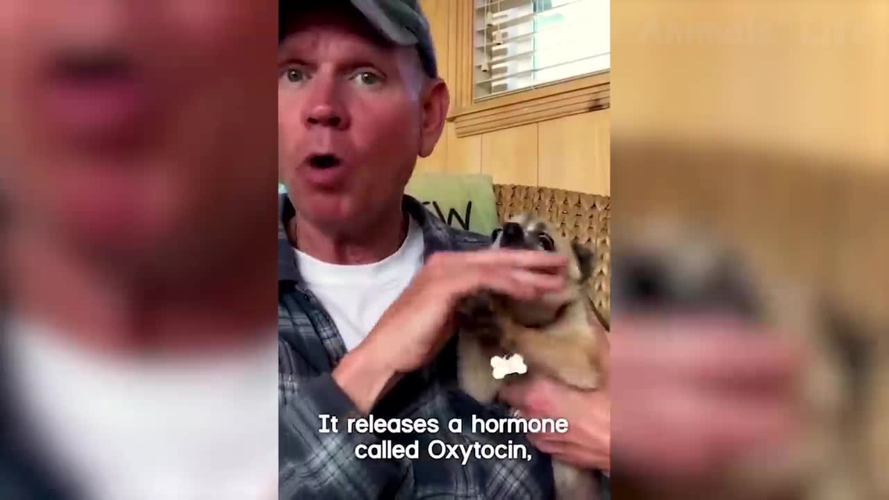 Funniest Cats And Dogs Videos - Best Funny Animal Videos 2021