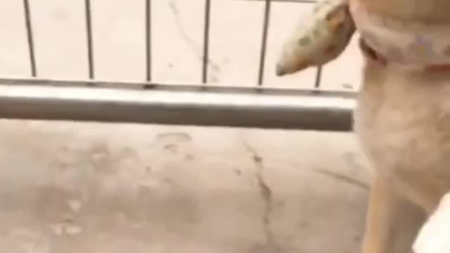 Tik Tok Puppies 🐶 Cute and Funny Dog Videos Compilation 2022