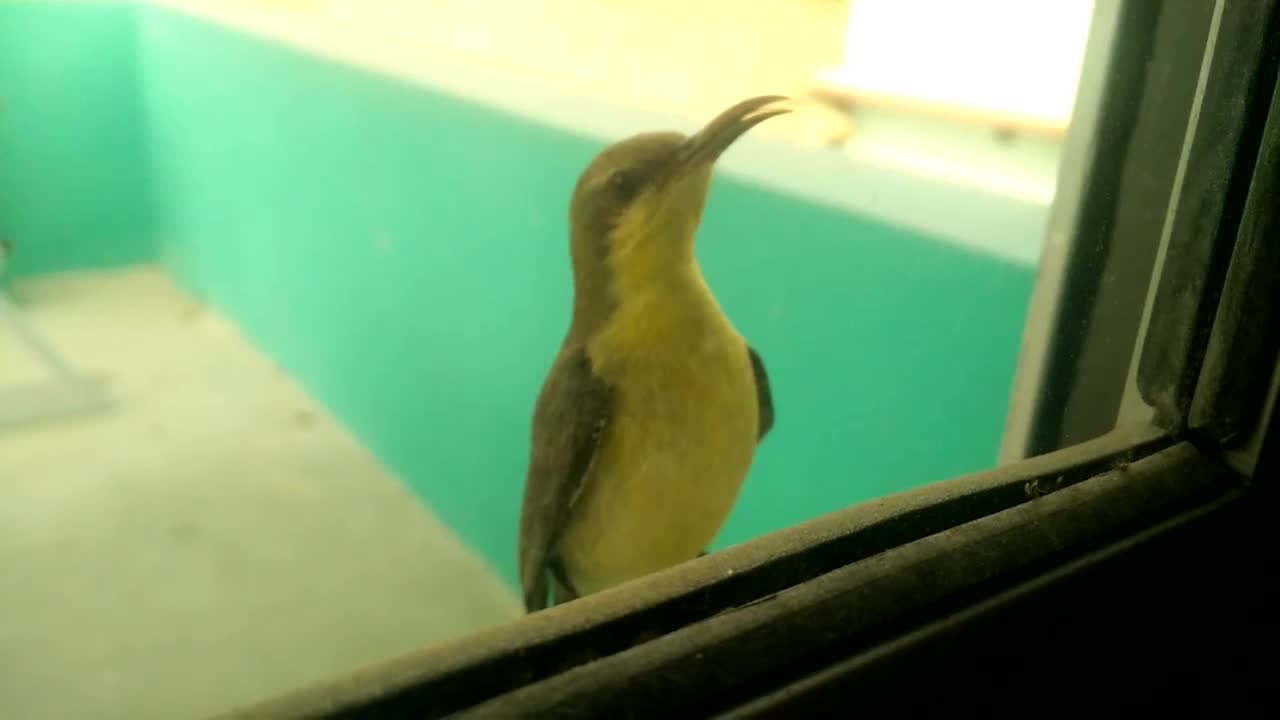 Bird playing with own image visible in window glass ɞ