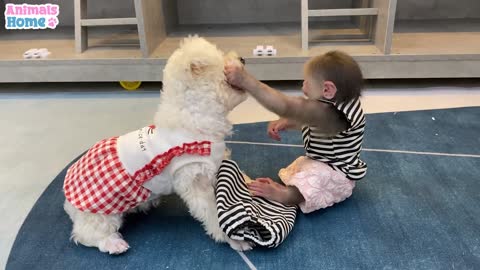 Amee dog steals BiBi's cake,we are fall in love