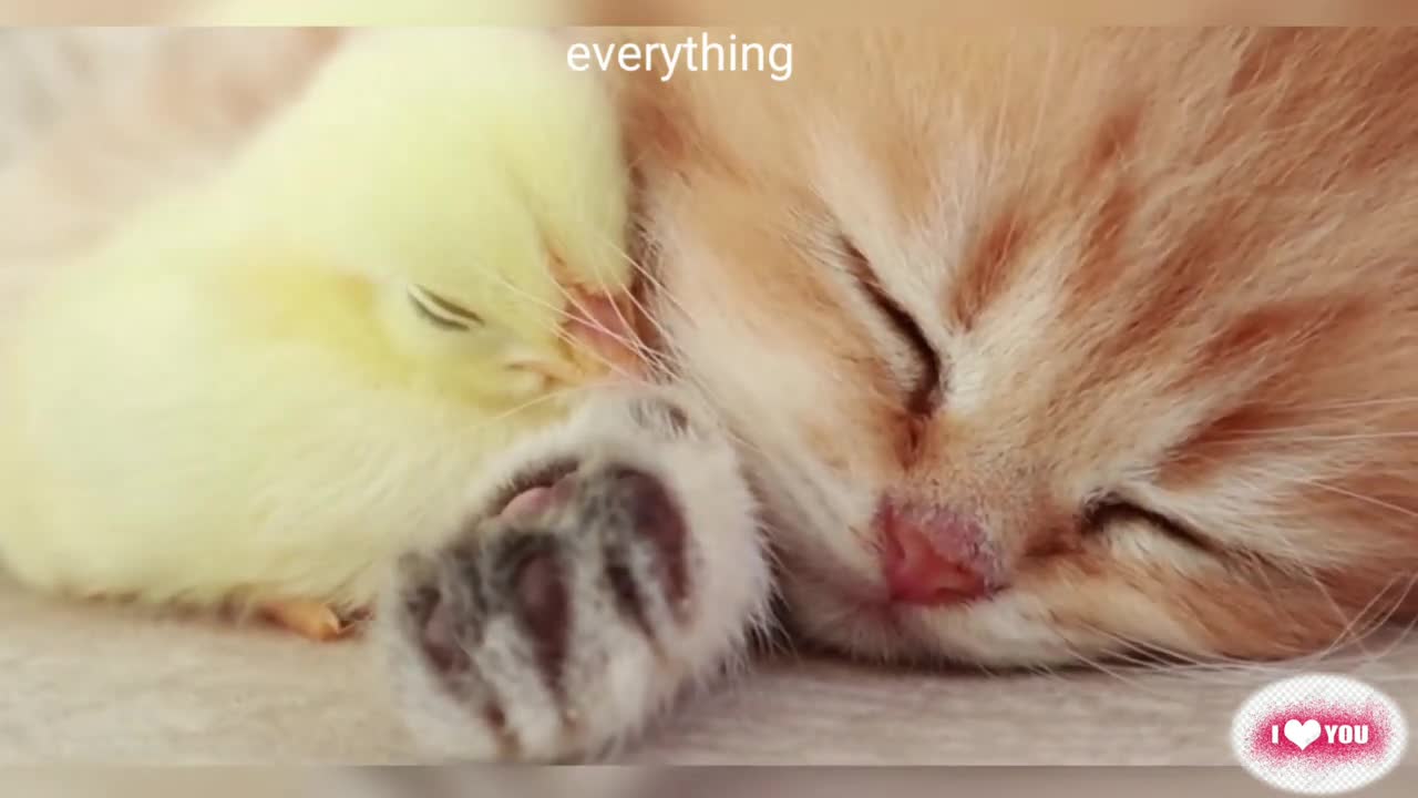 The most beautiful cat with the most beautiful sauce