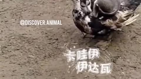 awesome funny pet animals life video.