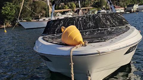 Bird-Scaring Kite Fails at Its One Job