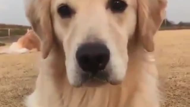 A cute puppy smiling | make my day this dog smile