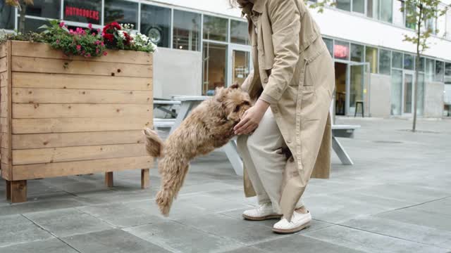 Dog jumping towards her master