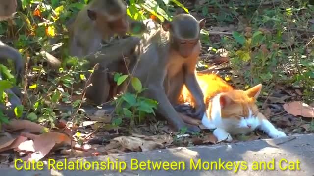 cute relatioship between monkeys and a cat.FRIENDSHIP GOAL