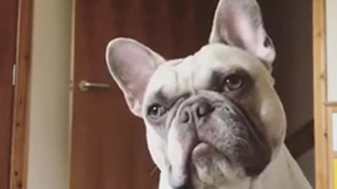 White dog staring at camera while sitting in bed
