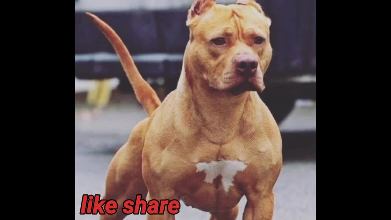 UNIQUE DOG - PITBULL DANGEROUS DOGS