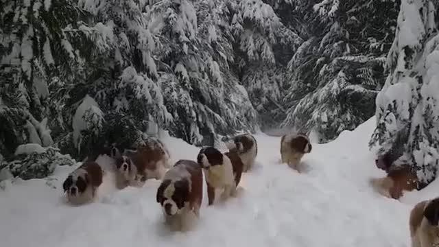 dogs in the forest in winter