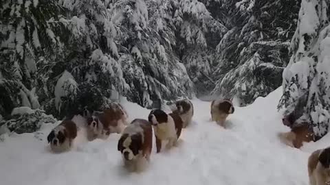 dogs in the forest in winter