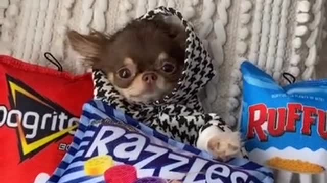 The Most Funny dogs and favorite sweaters