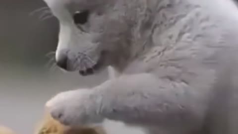 Animals comedy TikTok viral video