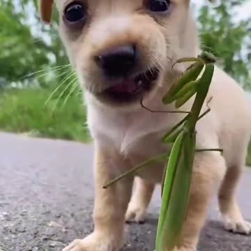 It looks very weird - My cute dog