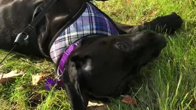 Rescued a "Black Lab" Puppy