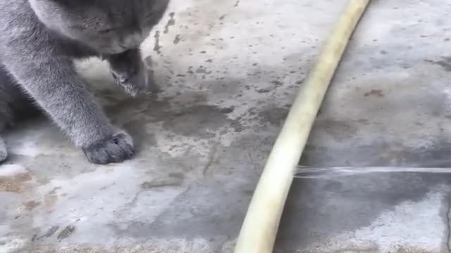 Funniest Cats and Dogs 🐱🐶 Part 08