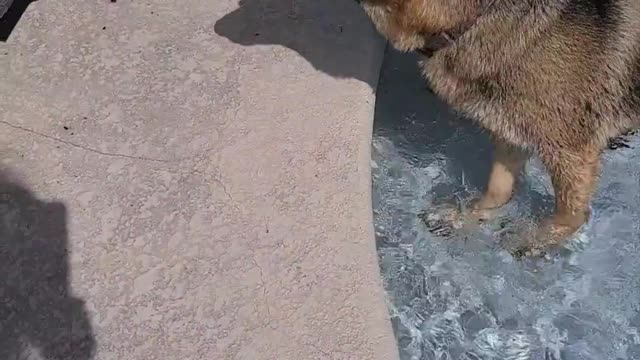 lab puppy learning water