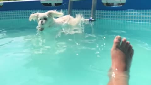 Doggie climbs pool ladder and jumps in!