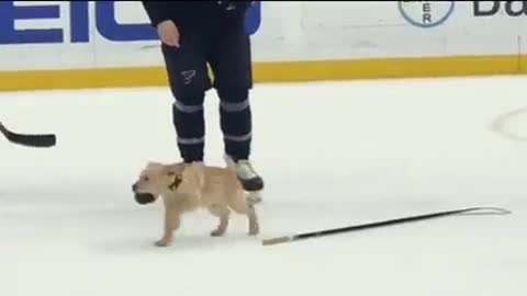 A new kind of player has appeared in hockey! And he will make anyone smile