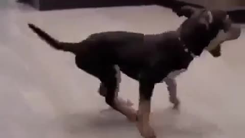 Dog funny dance 😂