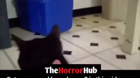 Cat possessed 😱😱😱😱🤣