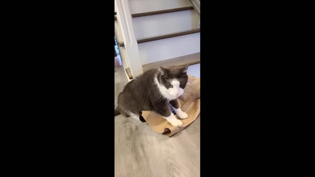 Cat playing with paper bag