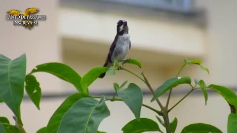 Pássaro Bigodinho cantado ao ar livre