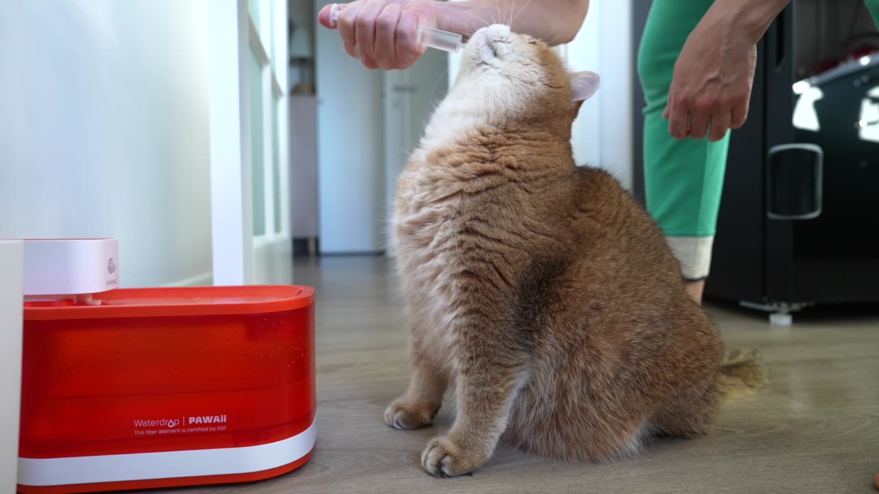 How to give water to a thirsty cat, who cannot drink much water