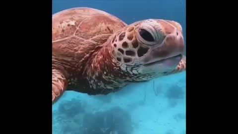 Big sea turtle.