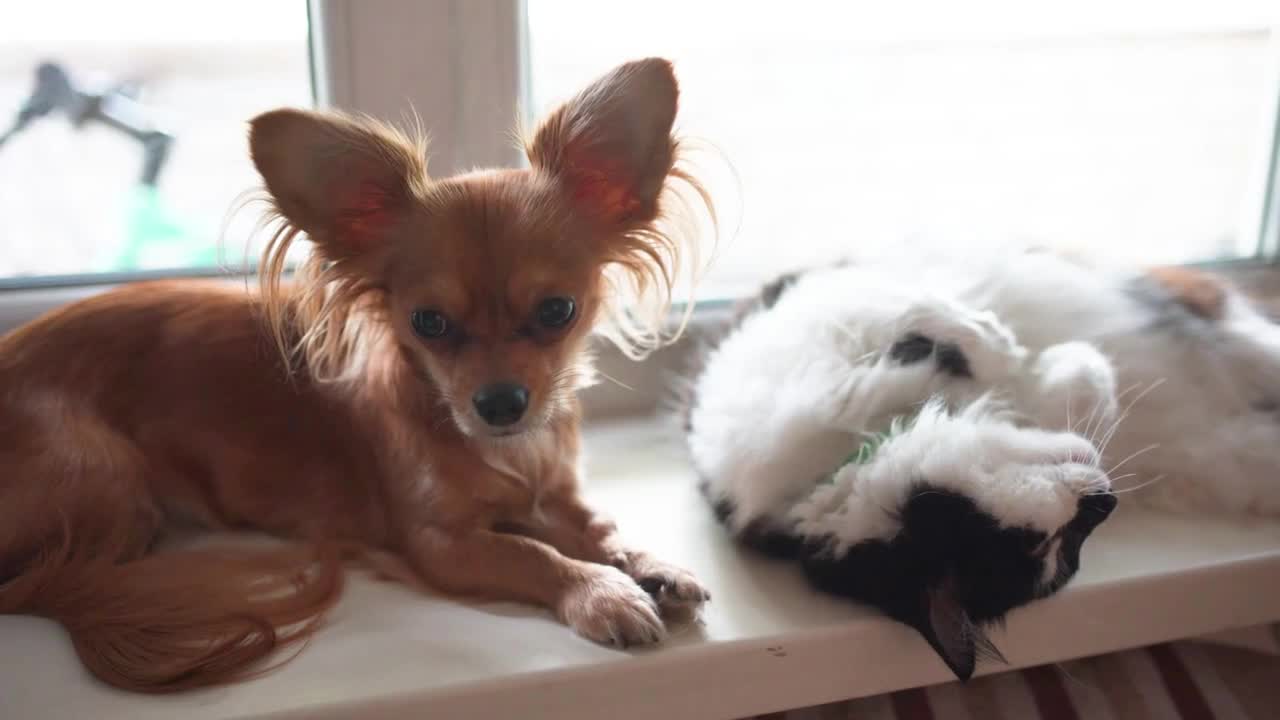 Cat and dog Chihuahua dog and fluffy cat on the window sill in home