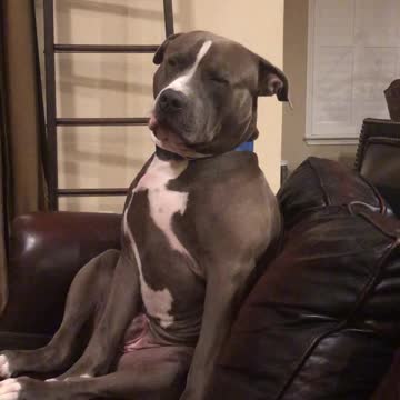 Exhausted pit bull tries so hard to fight off sleep